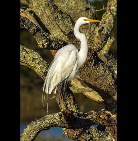 Resting Egret